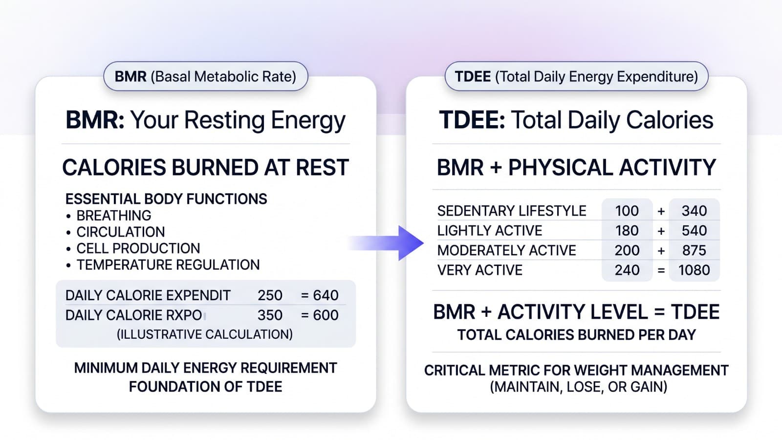 BMR versus TDEE comparison graphic showing resting calories and total daily calories