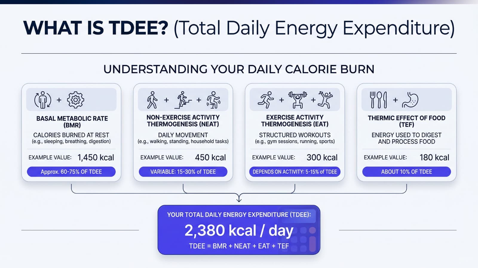 TDEE explainer graphic showing total daily energy expenditure and daily calorie burn